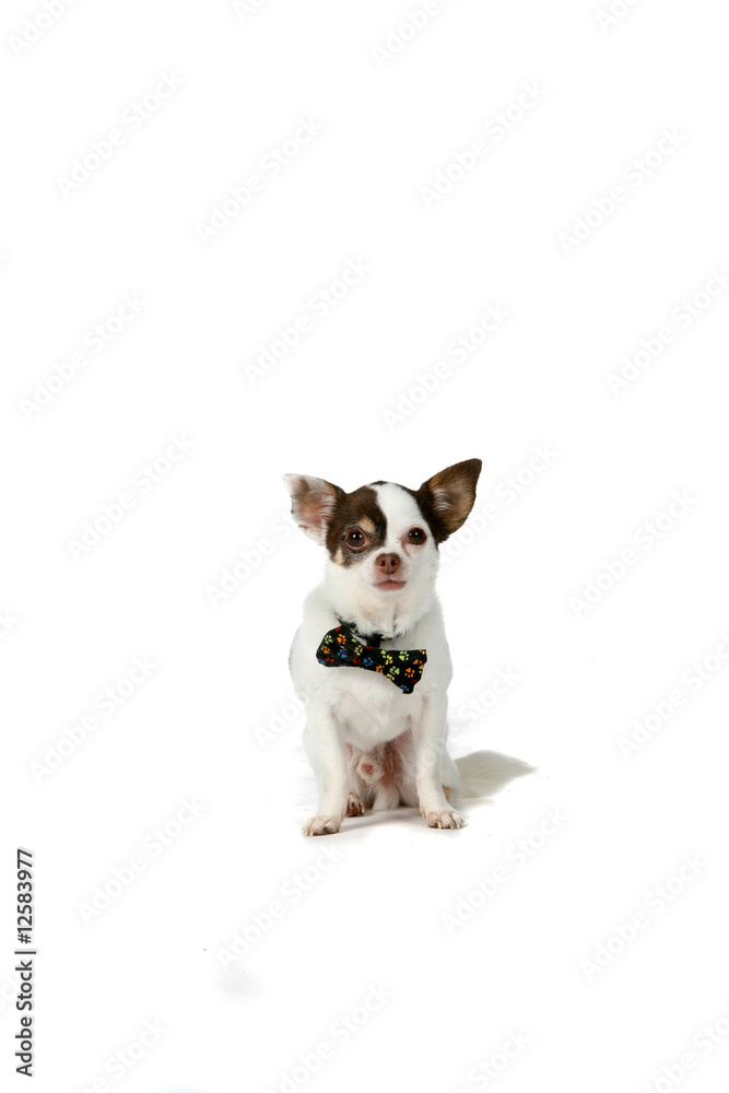 cute little dog with pointed ears and a bow tie