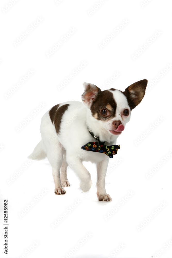 cute little dog with bow tie and tongue hanging out