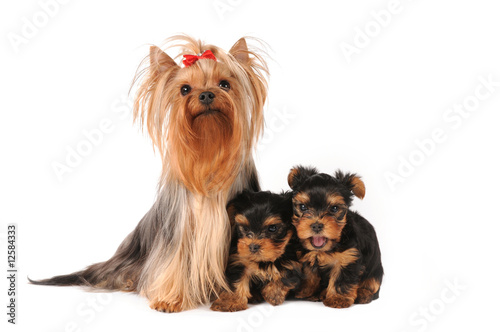 Yorkshire terrier family
