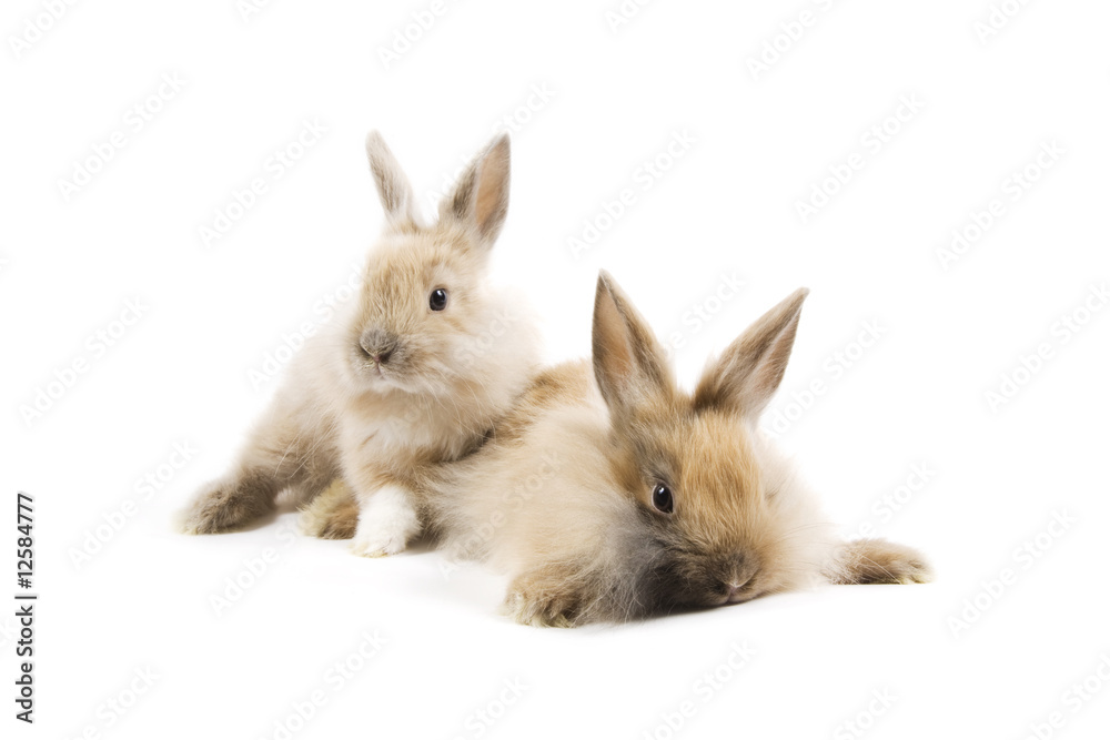 Obraz premium Rabbits