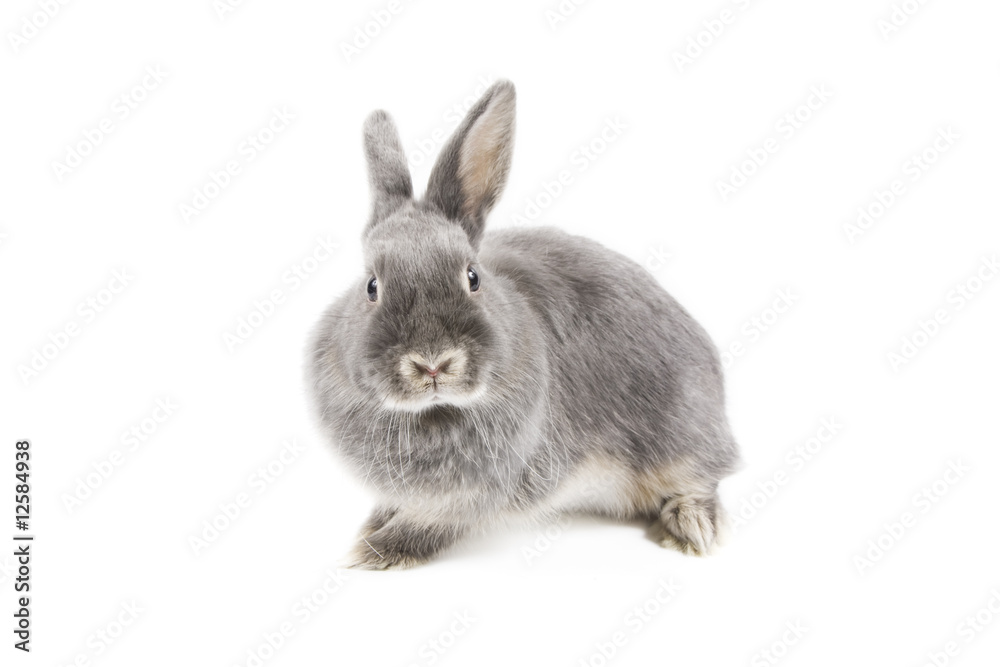 Obraz premium Rabbit