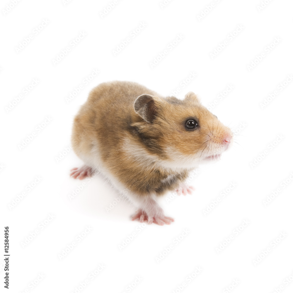 Hamster Hamster