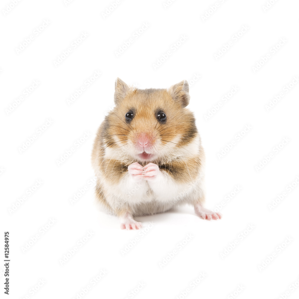 Hamster