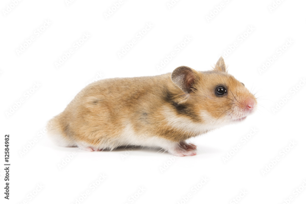 Hamster Hamster