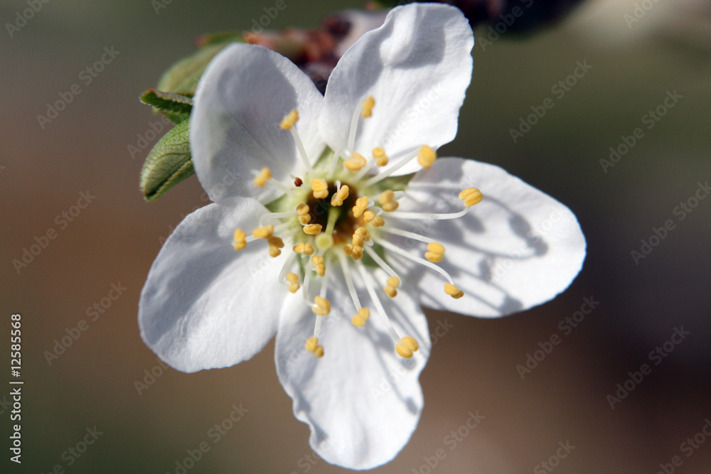 Obraz premium Fiore bianco di pruno/prugno