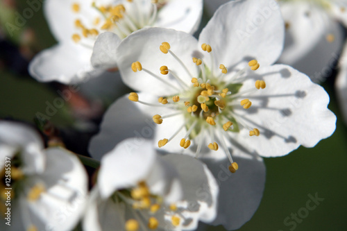 Fiore bianco di pruno/prugno photo