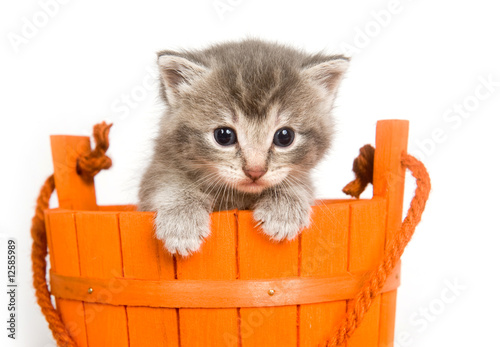 kitten in an orange bucket photo