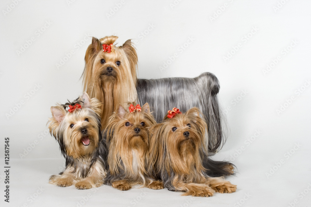 Naklejka premium Yorkshire terriers on white background