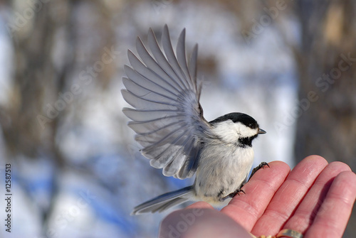 Bird in the Hand