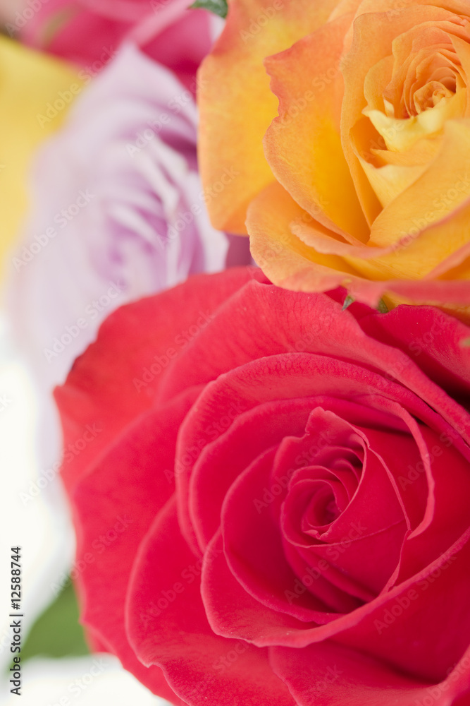 Foto auf Acrylglas mit Rosen #12588744