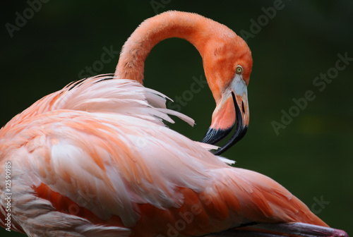 Pink flamingo is cleaning its' feathers