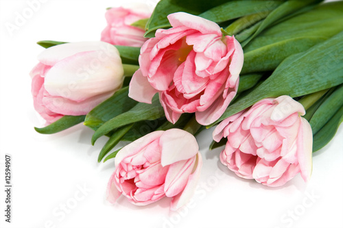Gentle pink tulips