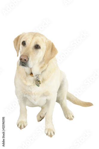 White Labrador