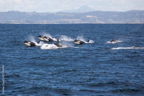Photo Whale Whale Whale