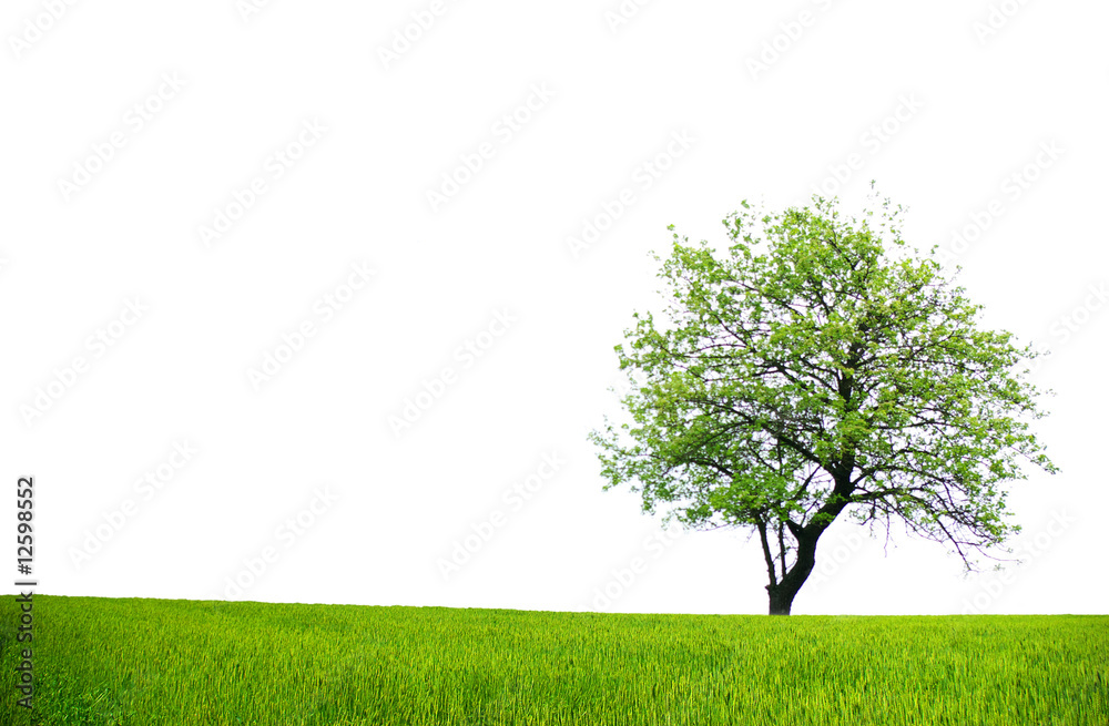 tree on white tree on white