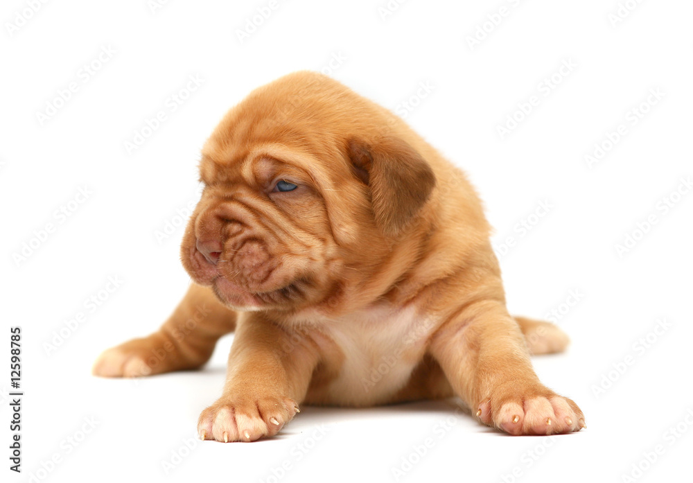 Pup on a white background.