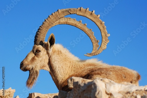Steinbock, Wildlife in der Negev Wüste in Israel, Mitzpe Ramon am Krater Machtesh Ramon photo