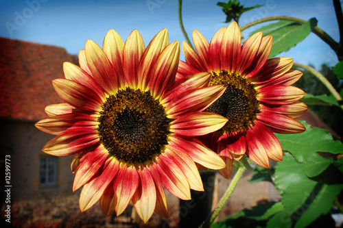 French Sun Flowers