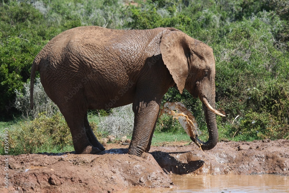 Obraz premium African Elephant Bath