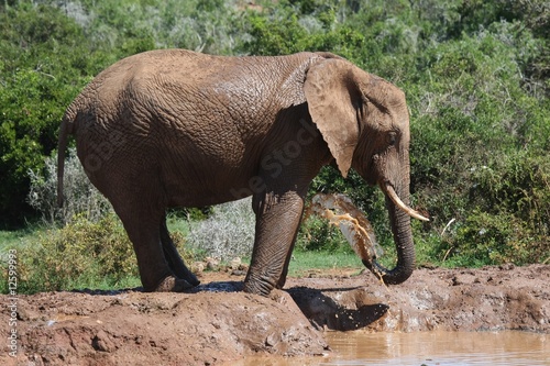 African Elephant Bath