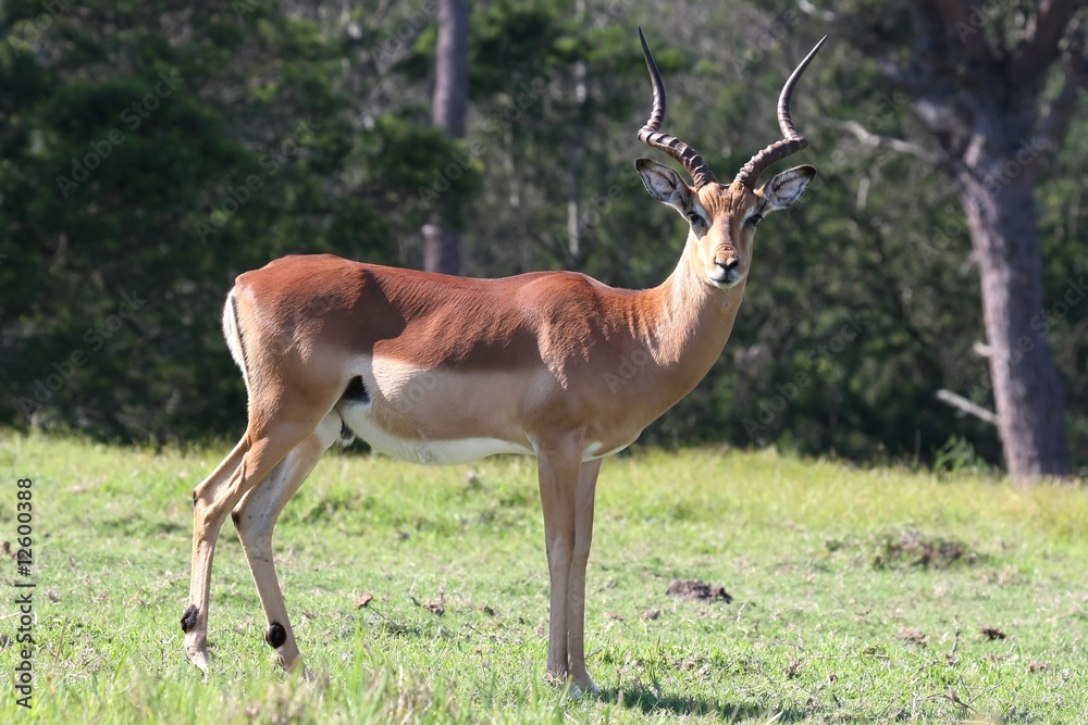 Obraz premium Impala Antelope