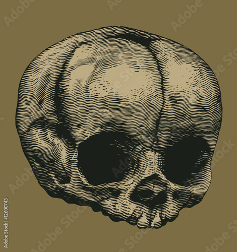 skull in the style of engravings