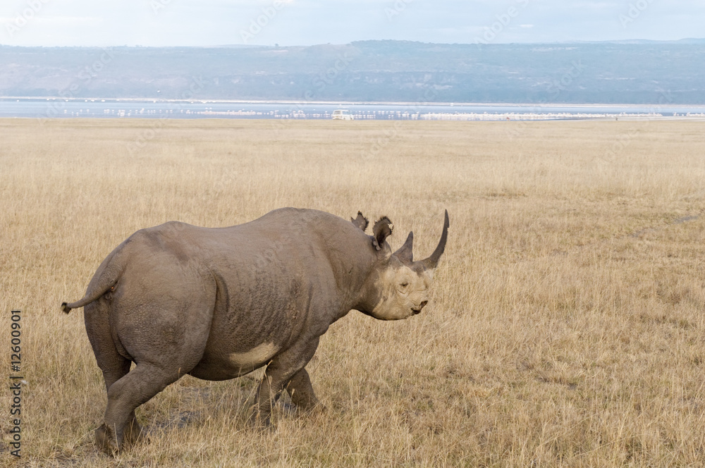 Southern White Rhino Southern White Rhino