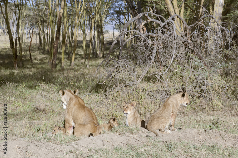 Fototapeta premium Lionesses with cubs