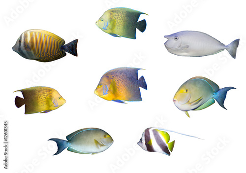 Selection of tropical coral fishes isolated