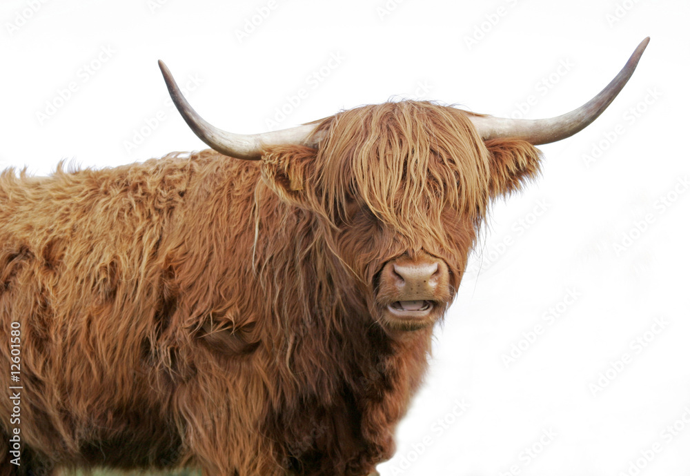 Highland cow on white