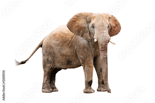 adult elephant isolated on white with cliping path