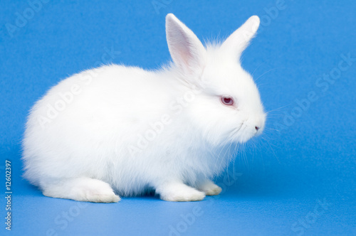 White baby rabbit © Gorilla