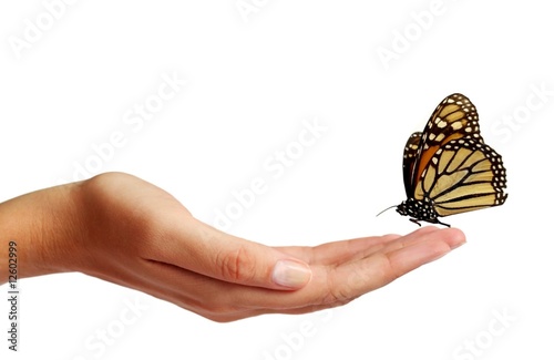 Butterfly on a hand