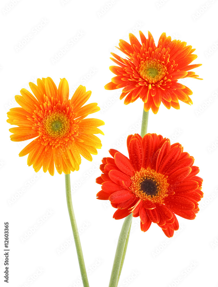 Naklejka premium autumn flowers