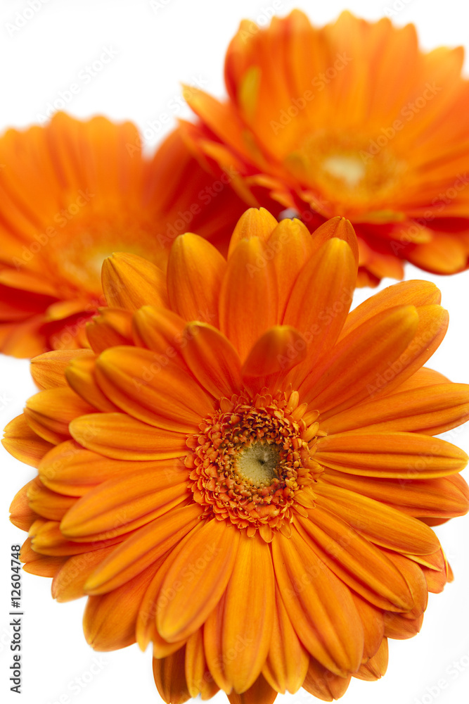 orangefarbene Gerbera orangefarbene Gerbera