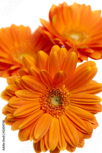 orangefarbene Gerbera