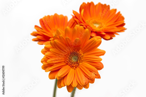 Gerbera