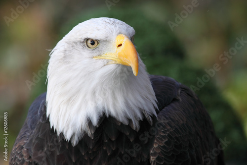 bald eagle