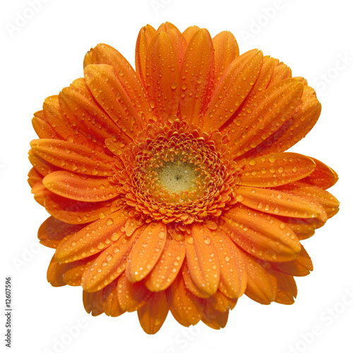 Gerbera