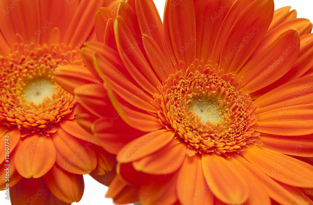 Gerbera Gerbera