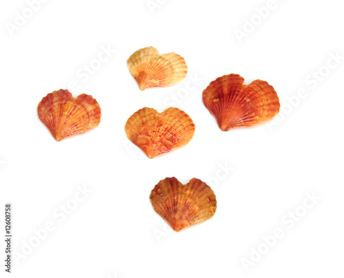 seashells heart shapes