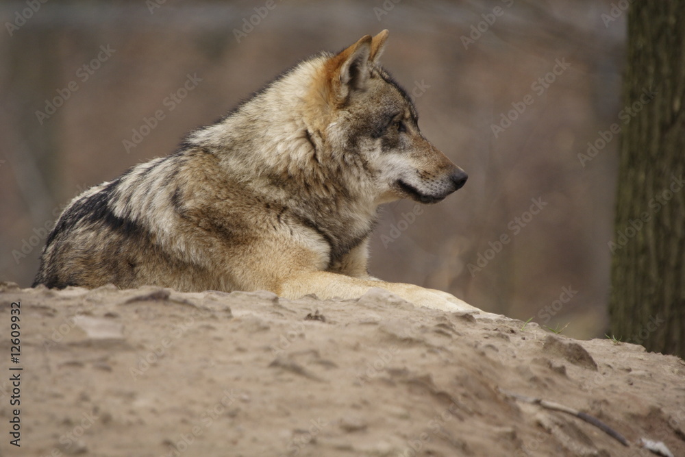 Wolf (Canis lupus)