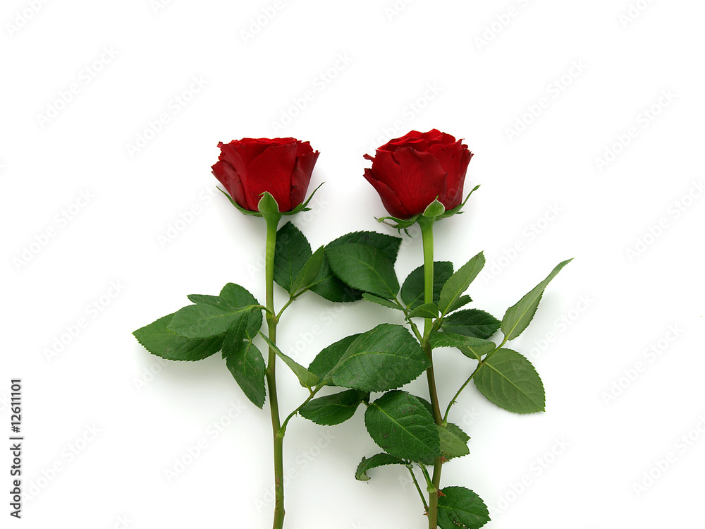 Obraz premium Red roses