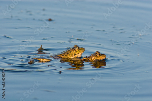 Rana ridibunda, Marsh Frog