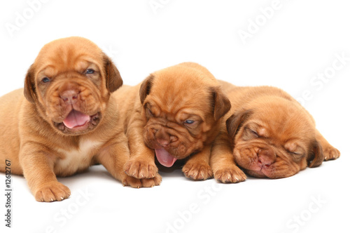 A three puppies of breed Mastiff.