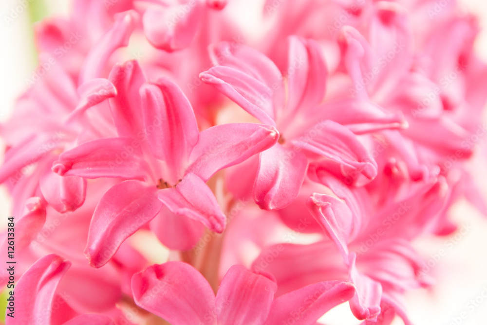 Hyacinth close up