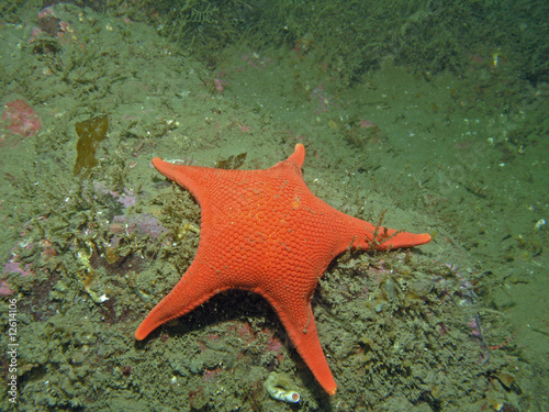 Vermillion Star (Mediaster aequalis)