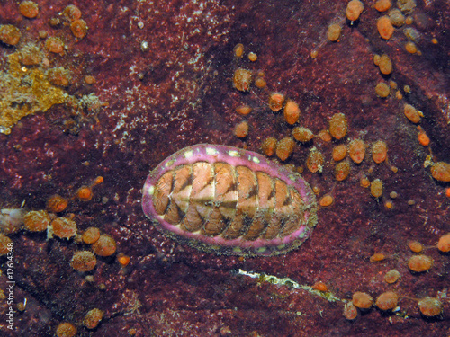 Blue-Line Chiton (Tonicella undocaerulea)
