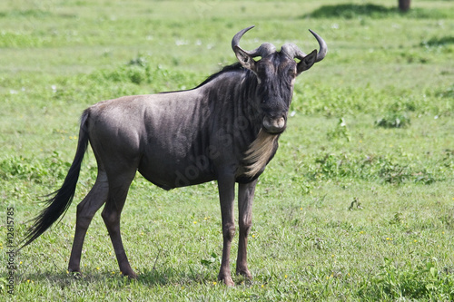 Fototapeta Naklejka Na Ścianę i Meble -  Wildebeest in Serengeti