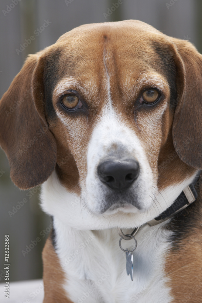 the beagle